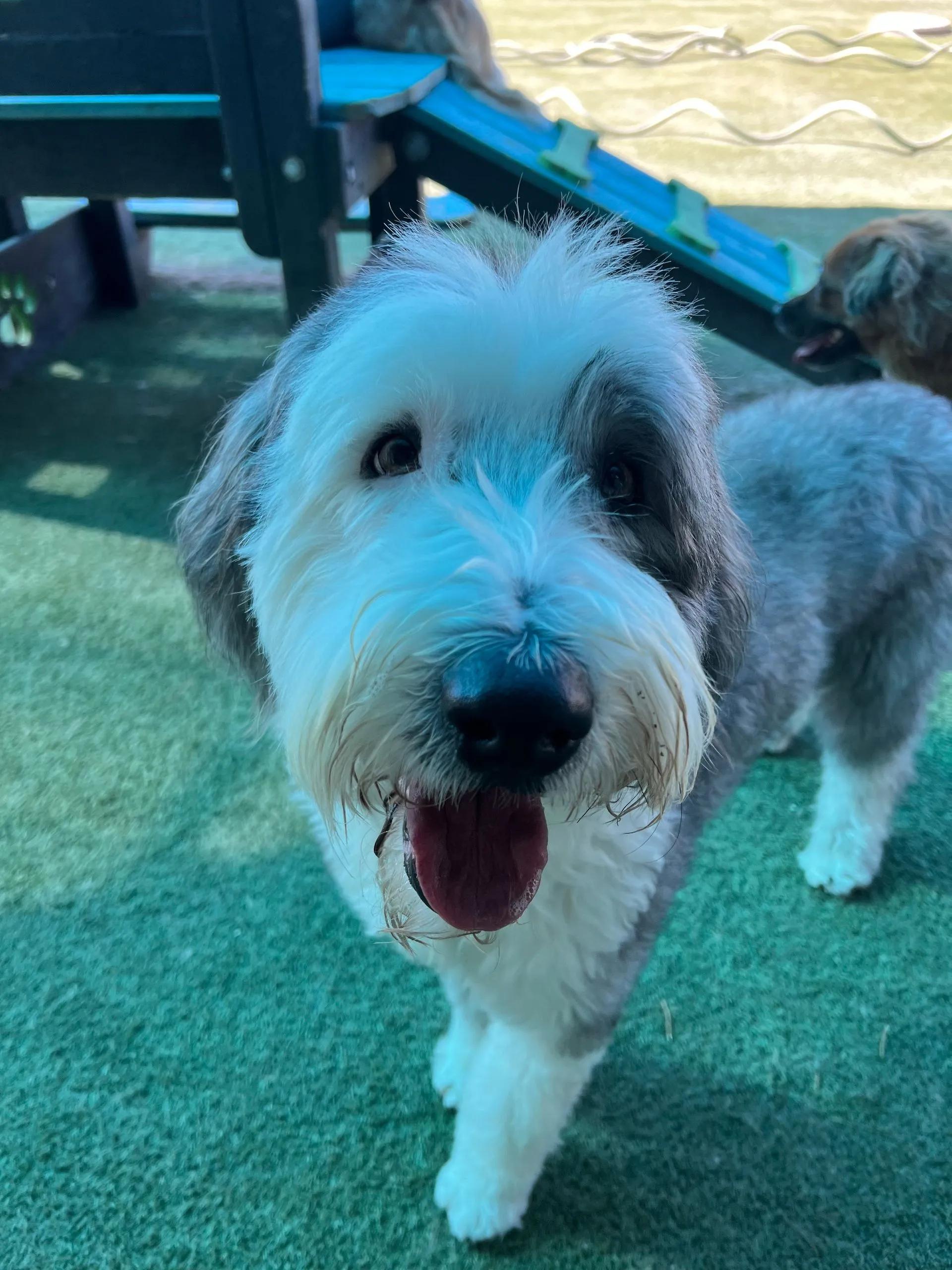 Pudding, ADOPTABLE, Adult Female Old English Sheepdog.