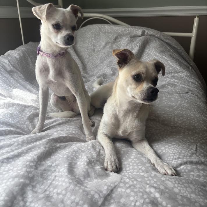 Posie, Adoptable, Adult Female Chihuahua.