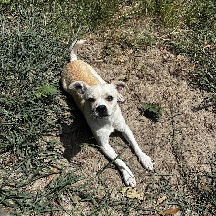 Enlarge Posie, a Adoptable Chihuahua in North Charleston, SC image 3/5