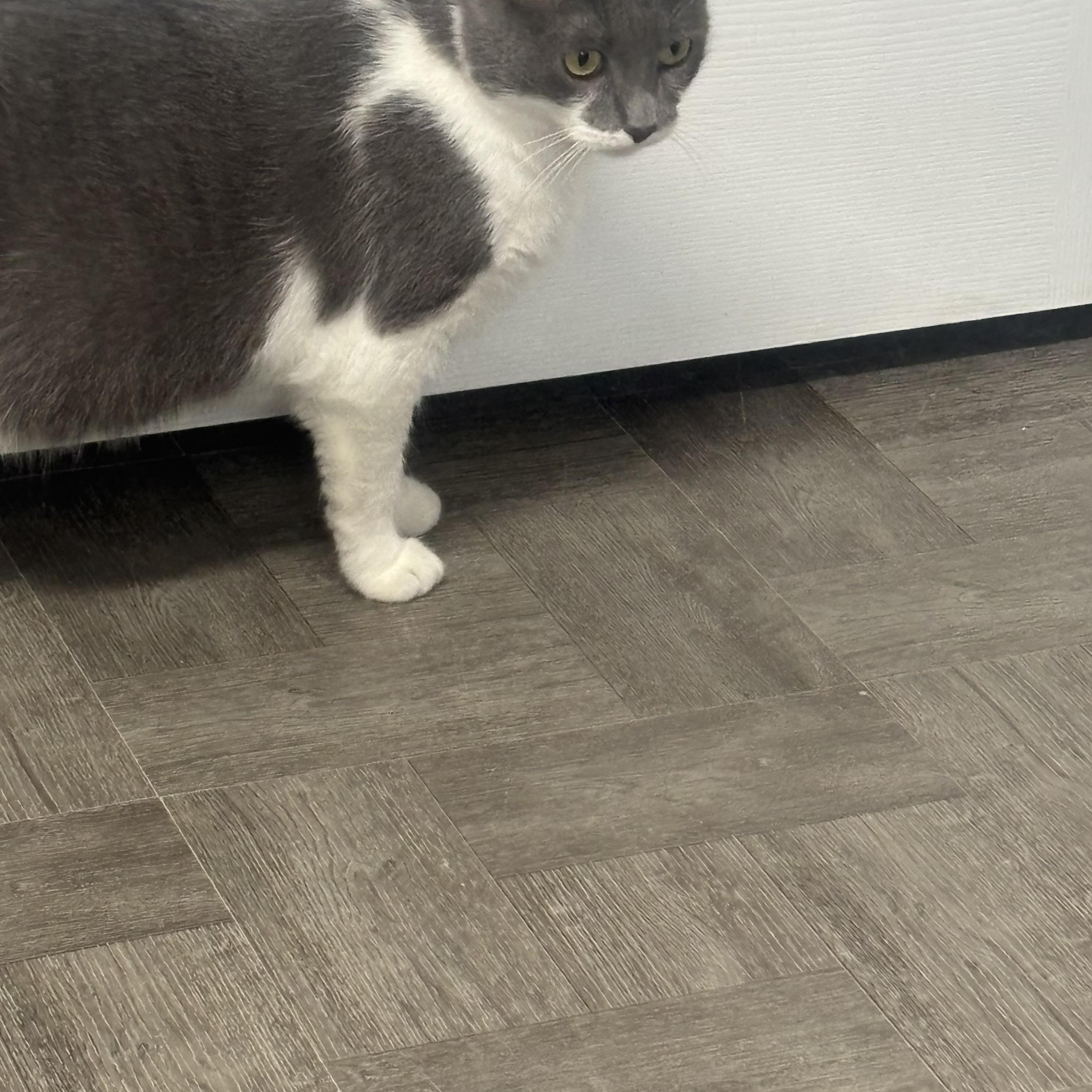 Enlarge Maize, a Adoptable Domestic Short Hair in Rogersville, TN image 2/2
