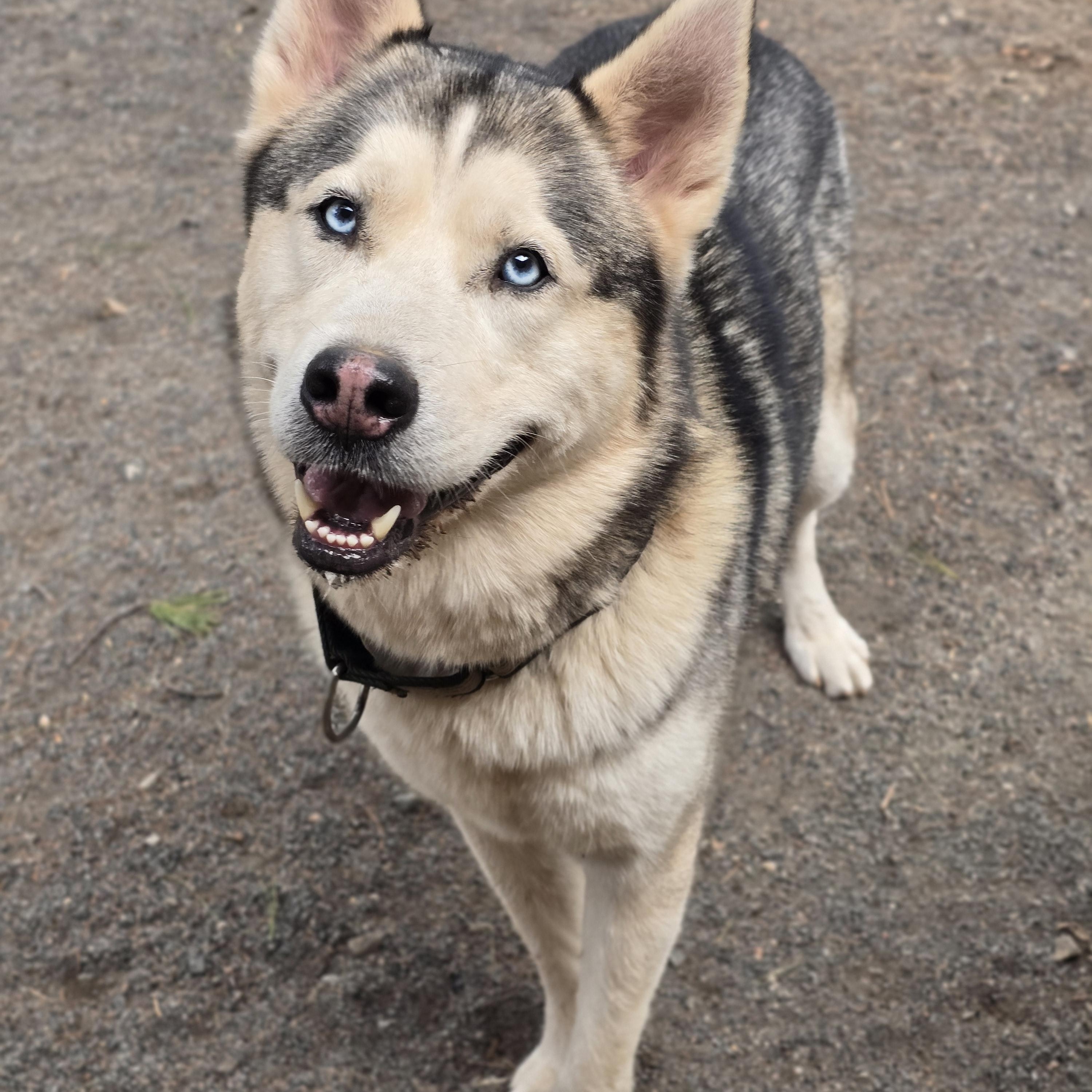 Enlarge Hachi, a Adoptable Siberian Husky in Edison, NJ image 1/1