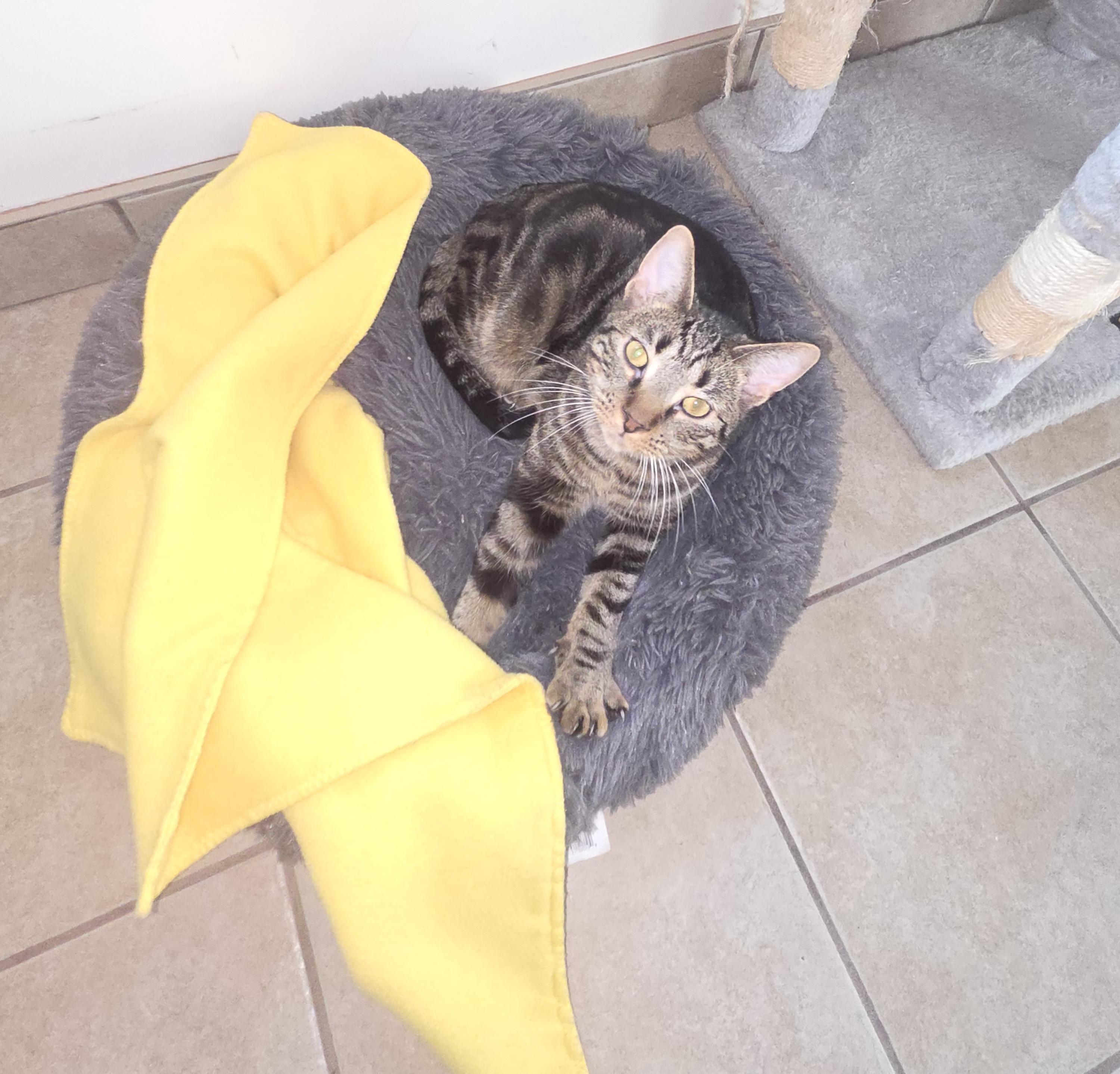 Enlarge Mack, a Adoptable Domestic Short Hair in West Branch, MI image 1/1