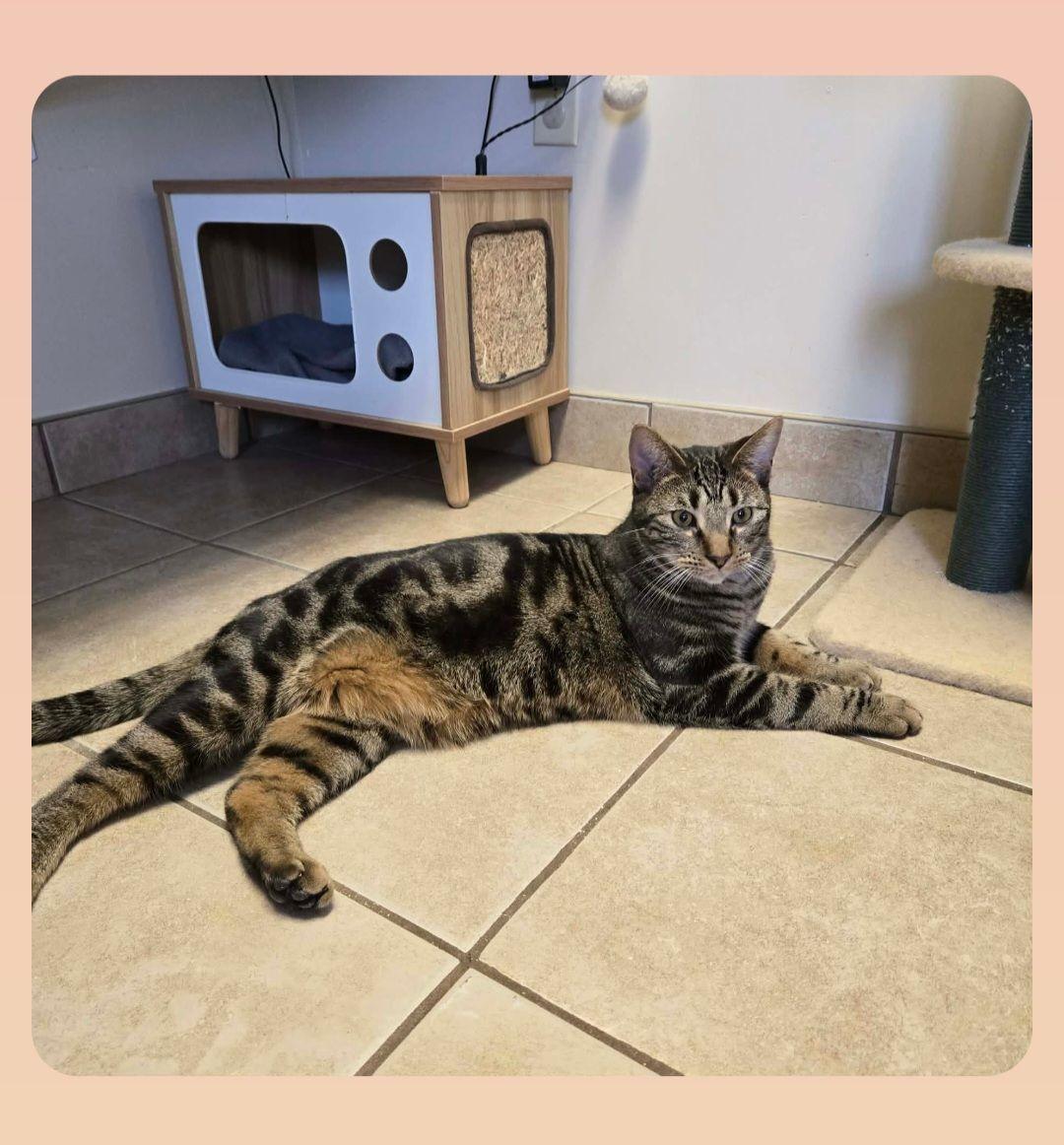 Mack, Adoptable, Adult Male Domestic Short Hair.