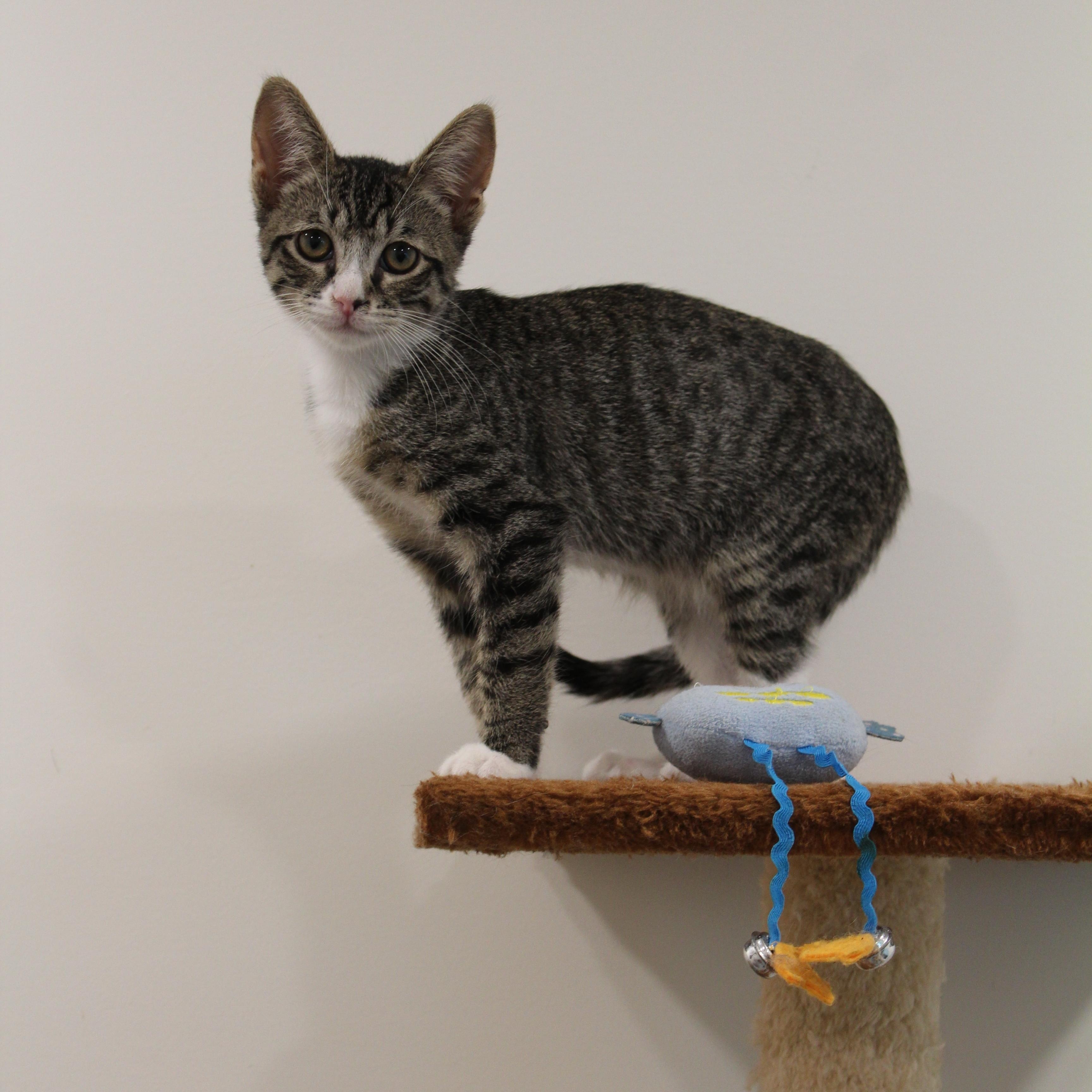 Chip, Adopted, Young Male Domestic Short Hair.