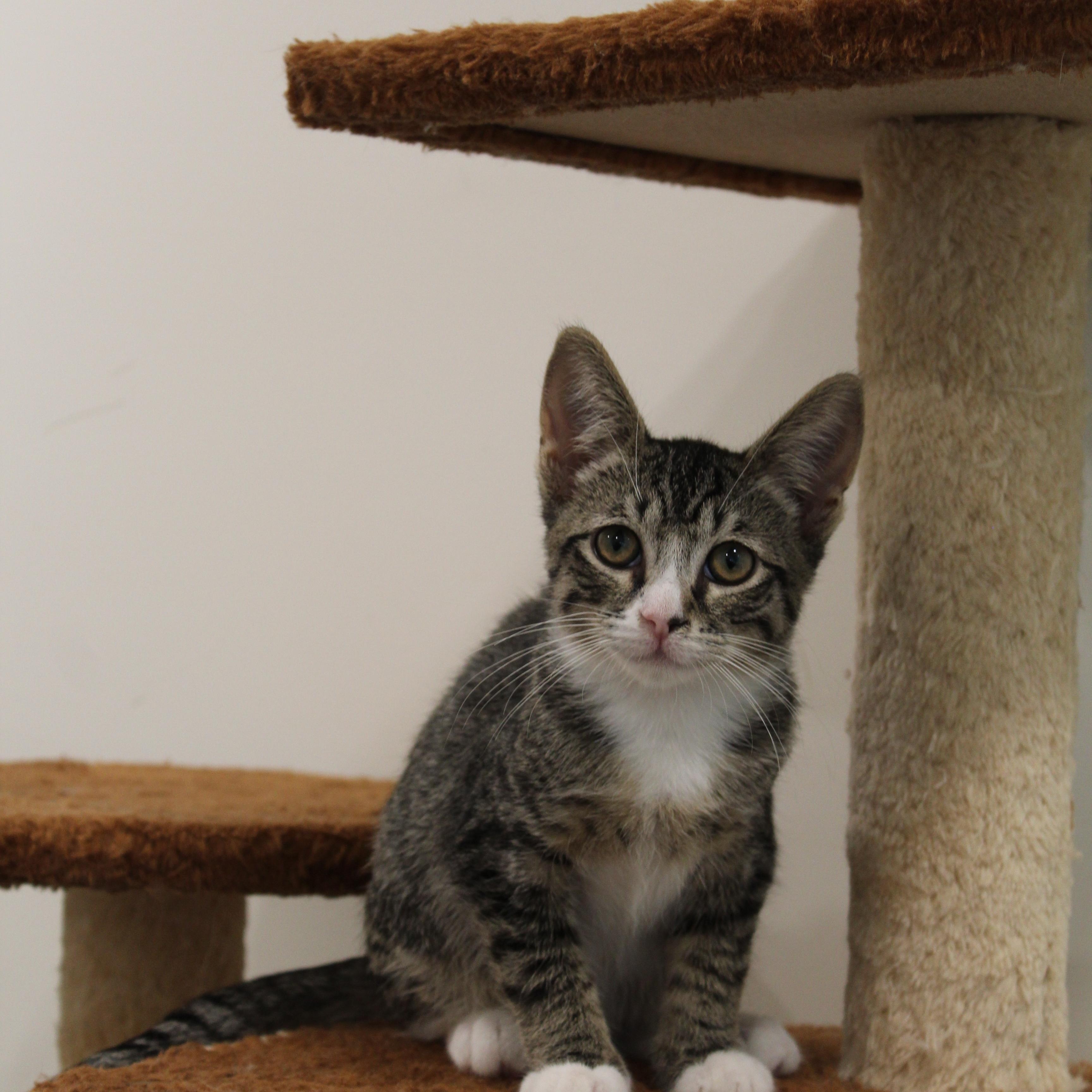 Enlarge Chip, a Adopted Domestic Short Hair in Newport Beach, CA image 3/3