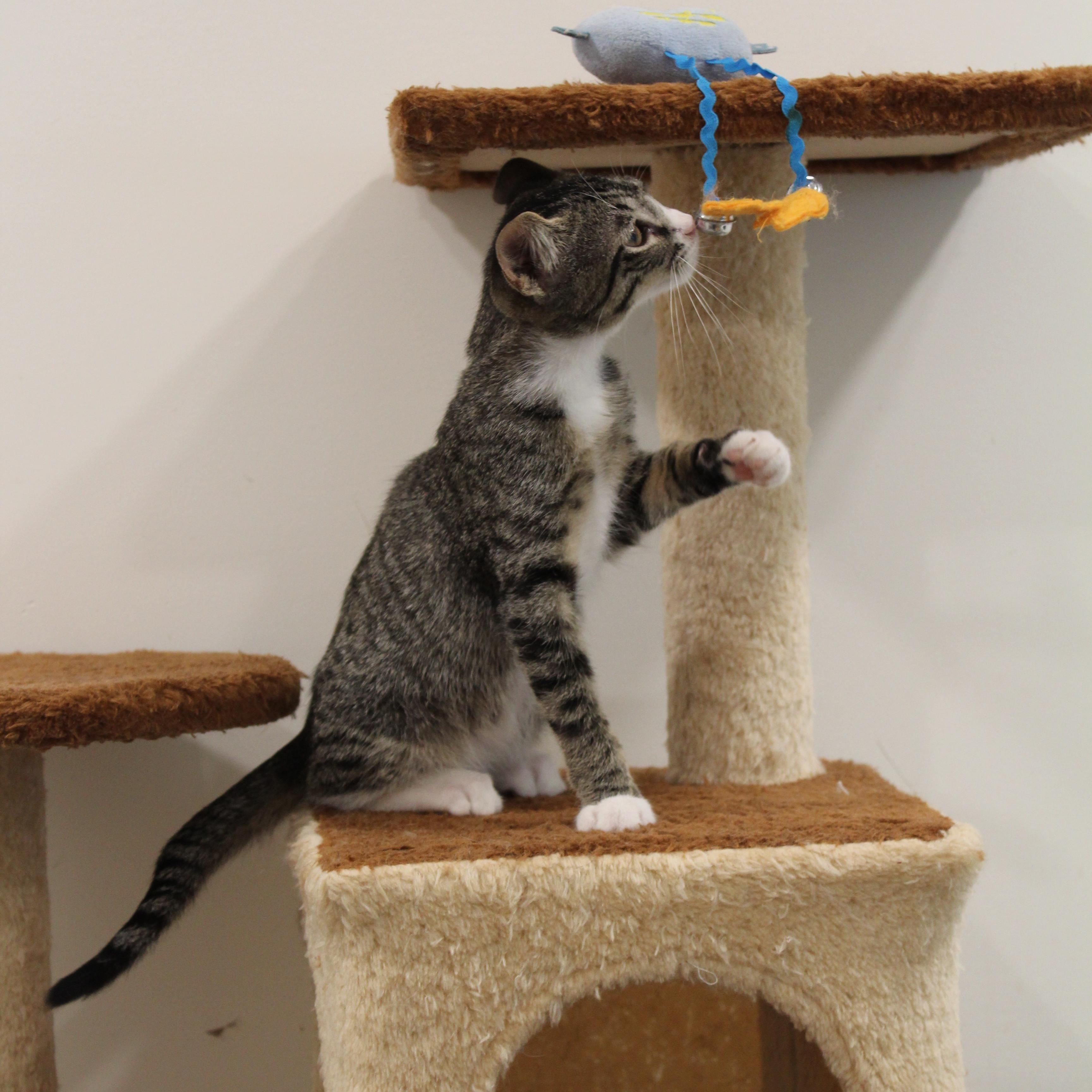 Enlarge Chip, a Adopted Domestic Short Hair in Newport Beach, CA image 2/3