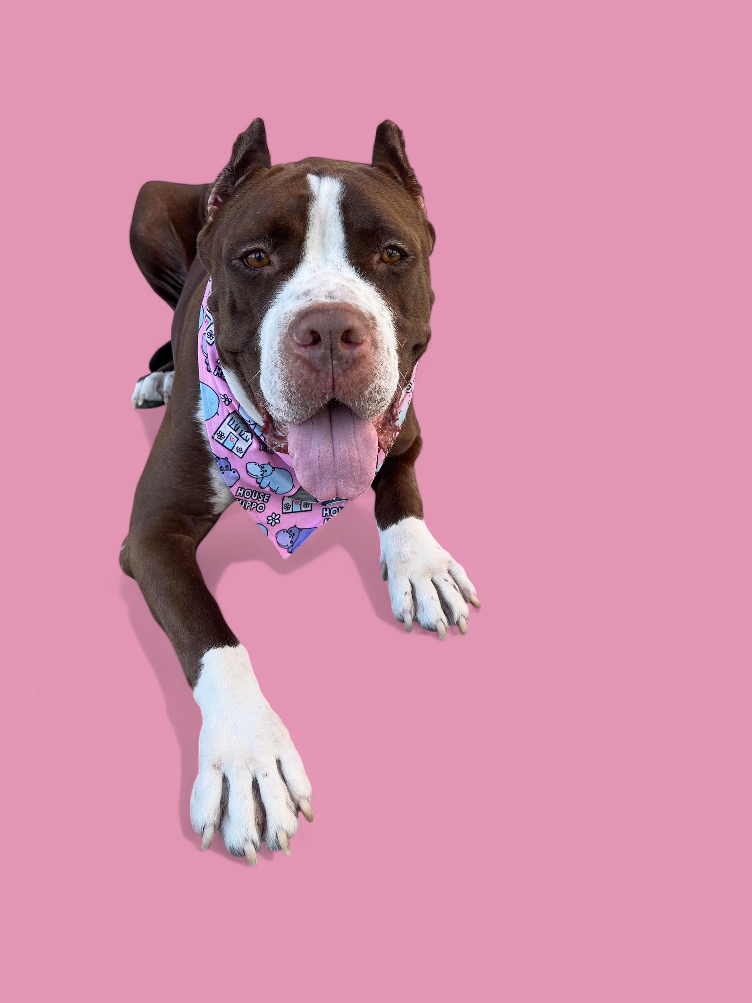 Enya-ADOPT Me!!, a Adoptable mixed breed in Redondo Beach, CA image 2/6