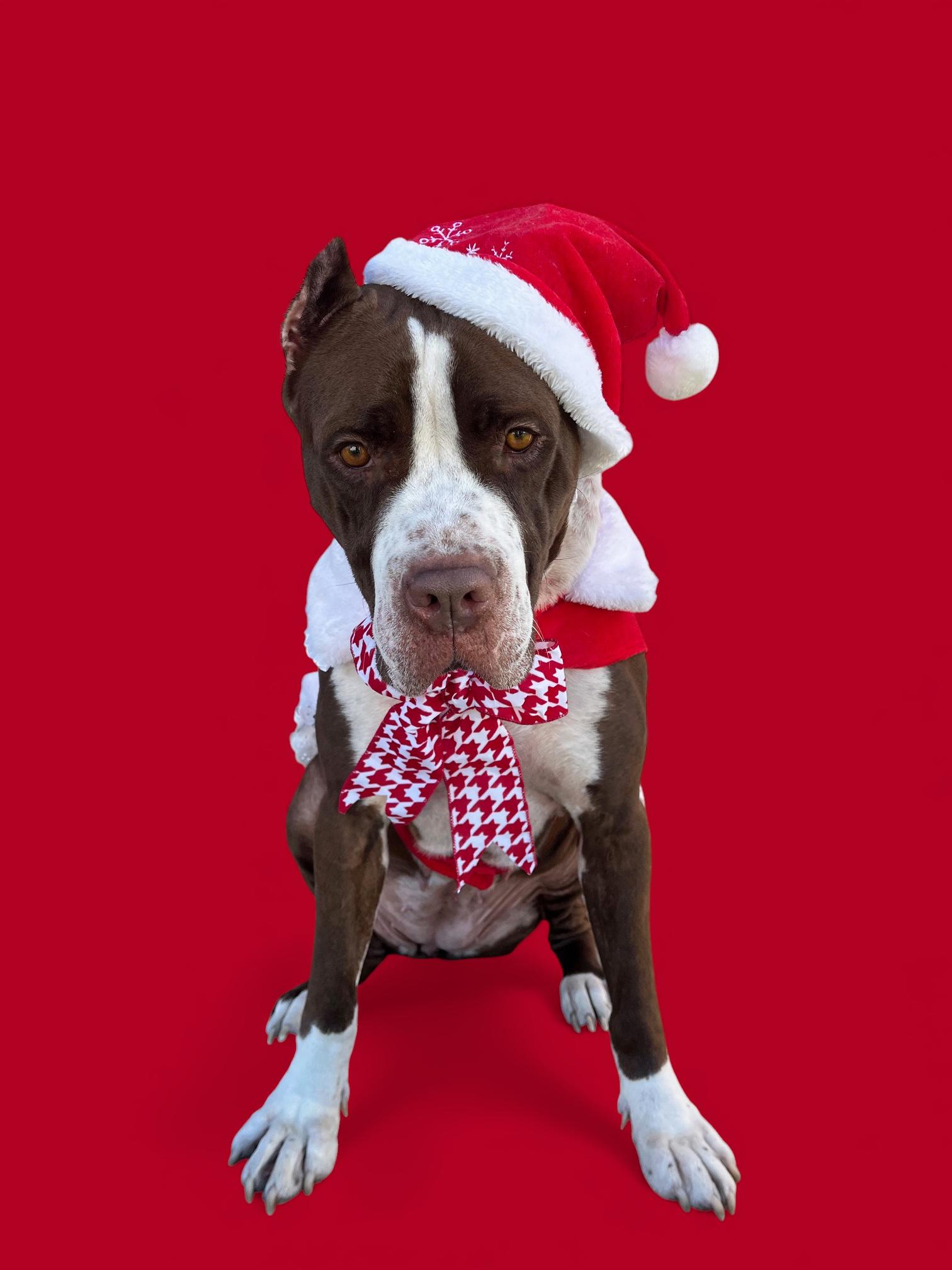 Enlarge Enya-ADOPT Me!!, a Adoptable mixed breed in Redondo Beach, CA image 1/5