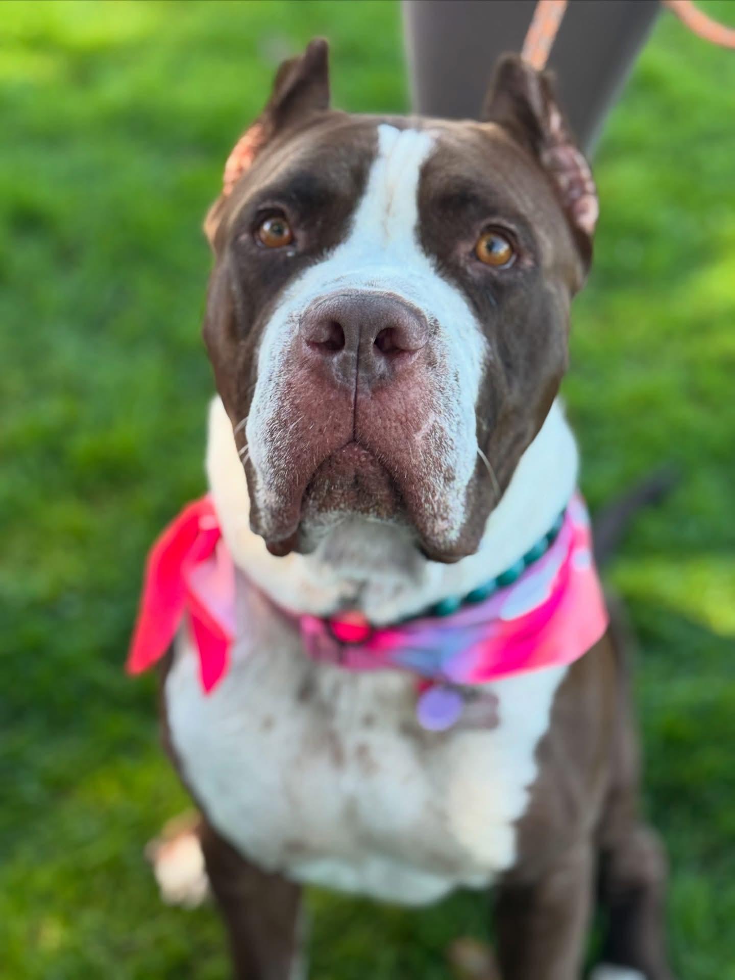 Enya-ADOPT Me!!, a Adoptable mixed breed in Redondo Beach, CA image 5/6