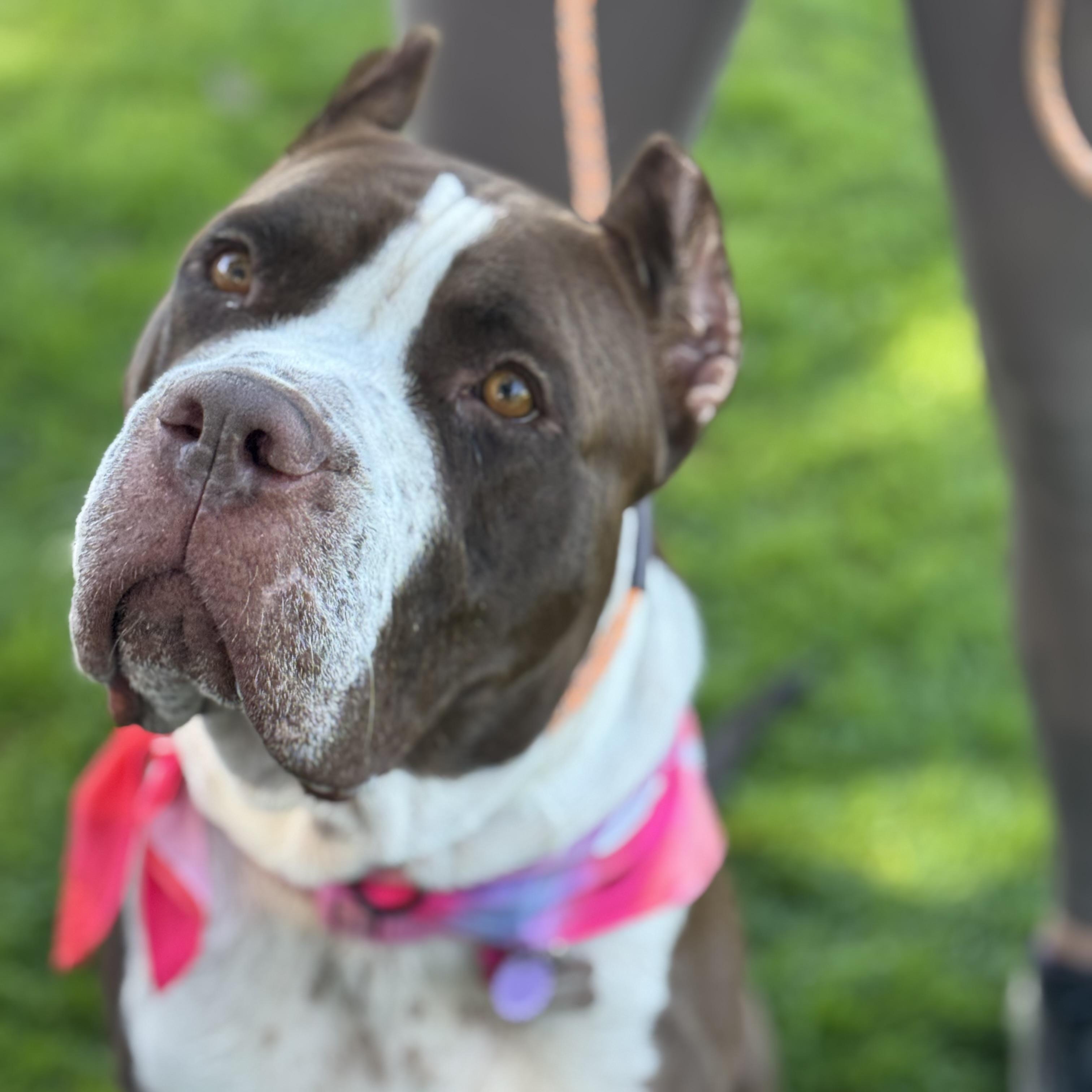 Enya-ADOPT Me!!, a Adoptable mixed breed in Redondo Beach, CA image 6/6