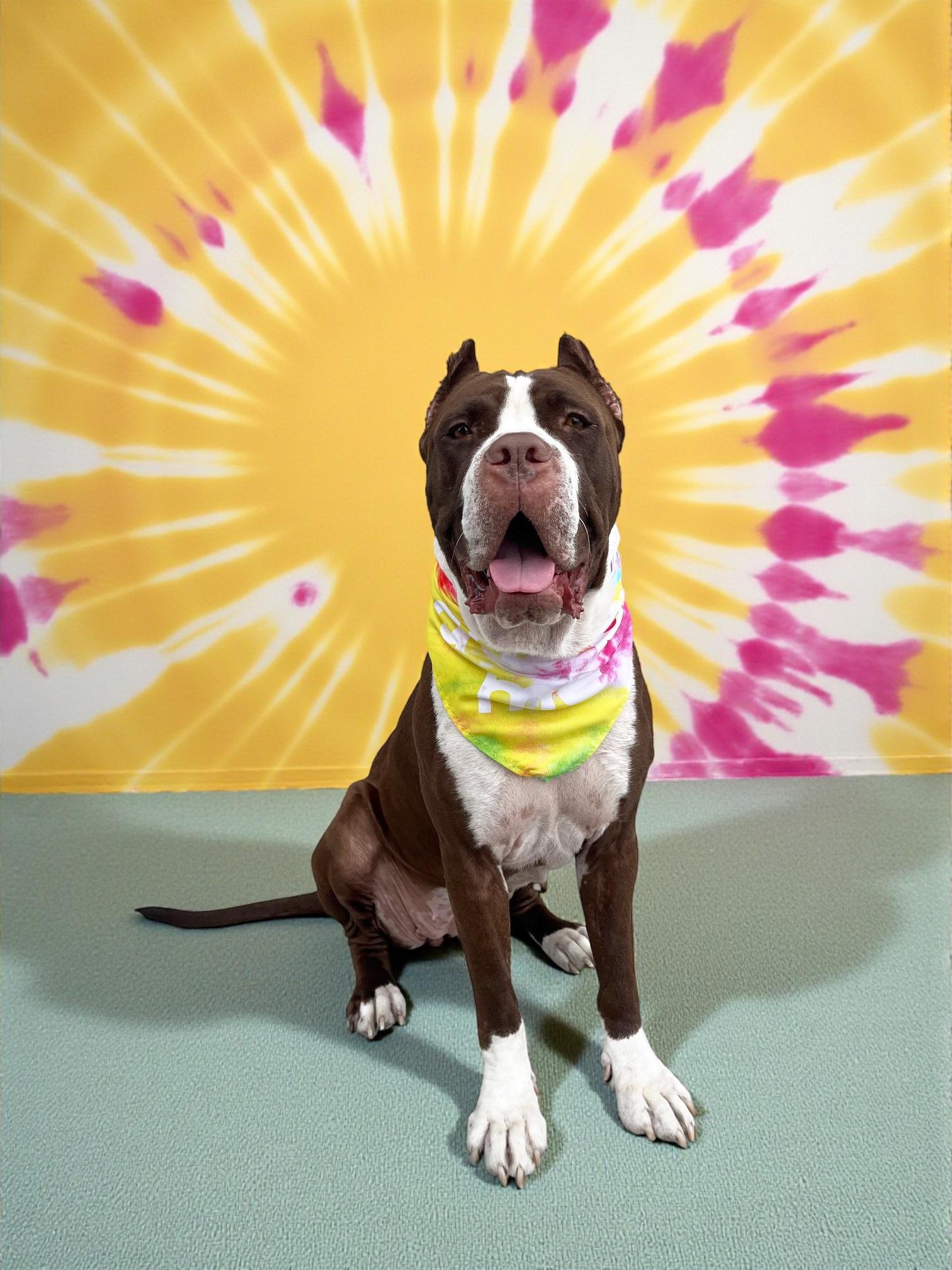 Enya-ADOPT Me!!, a Adoptable mixed breed in Redondo Beach, CA image 3/6