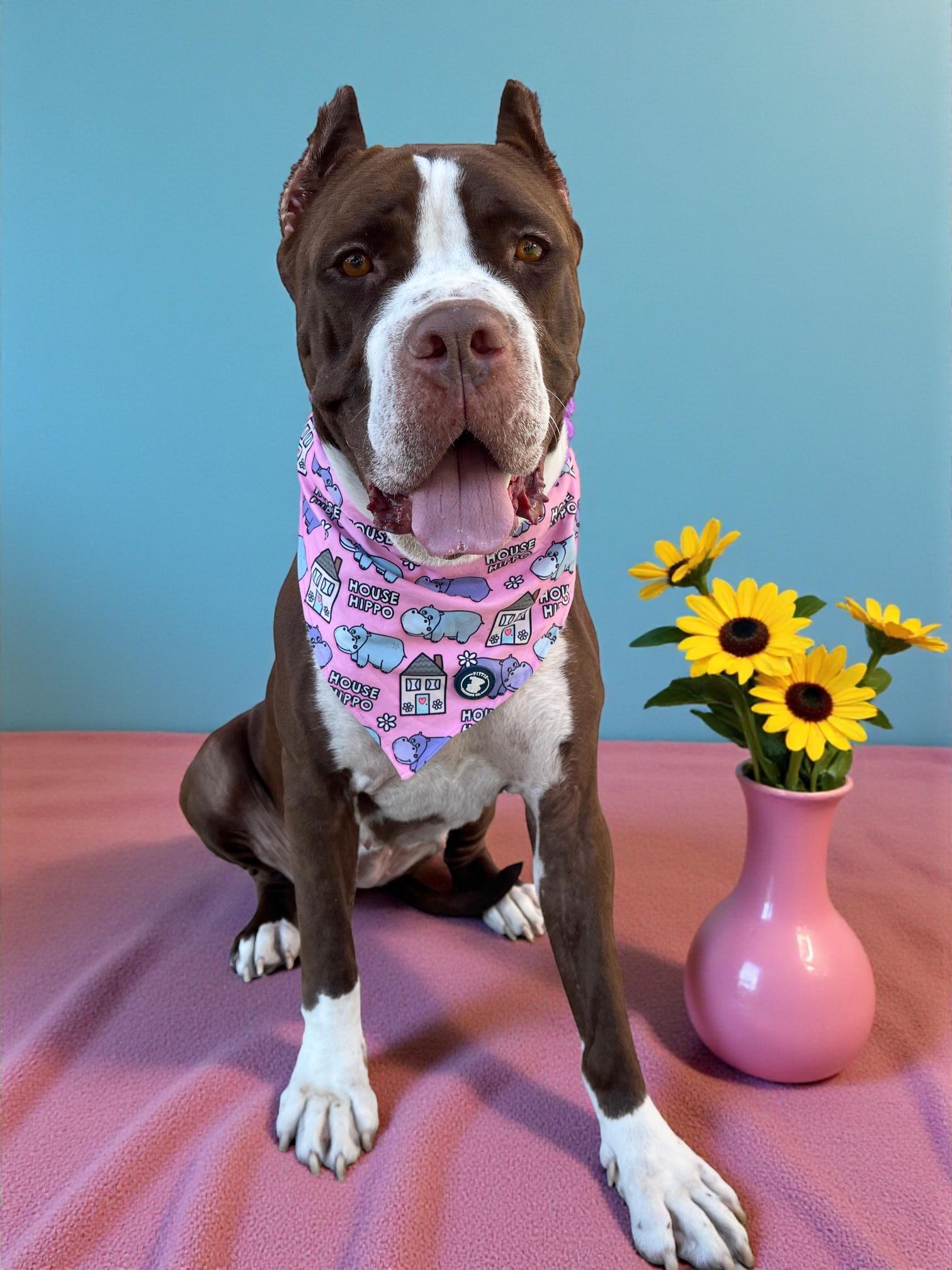 Enya-ADOPT Me!!, Adoptable, Young Female Cane Corso & Mastiff.