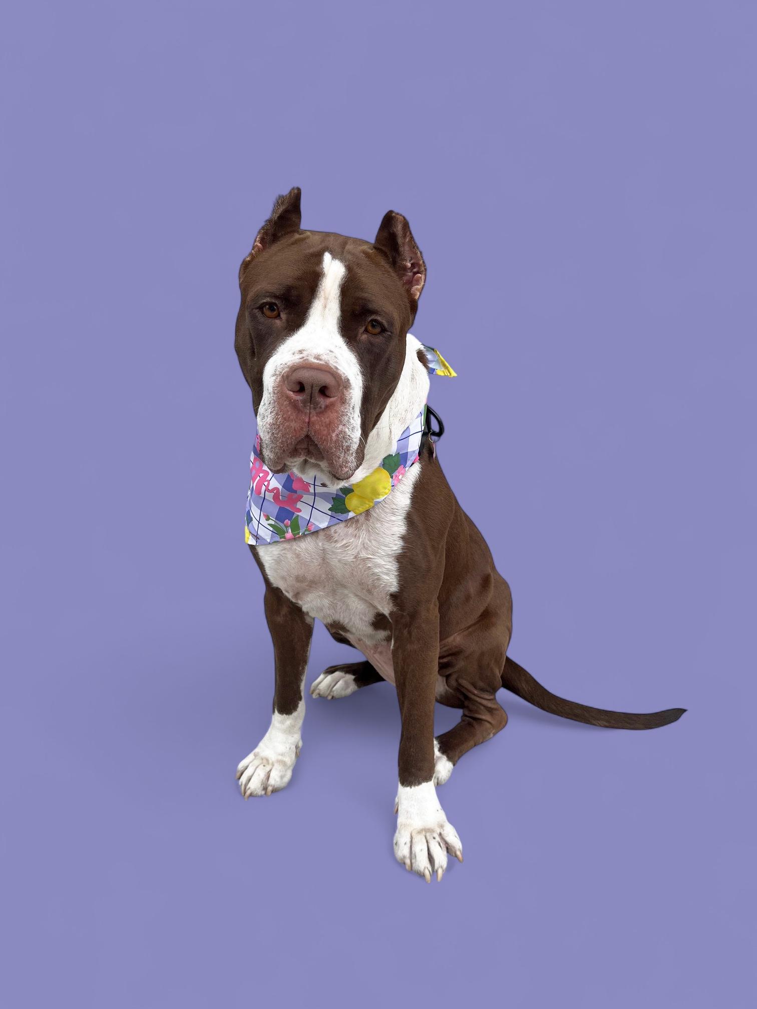 Enya-ADOPT Me!!, a Adoptable mixed breed in Redondo Beach, CA image 4/6