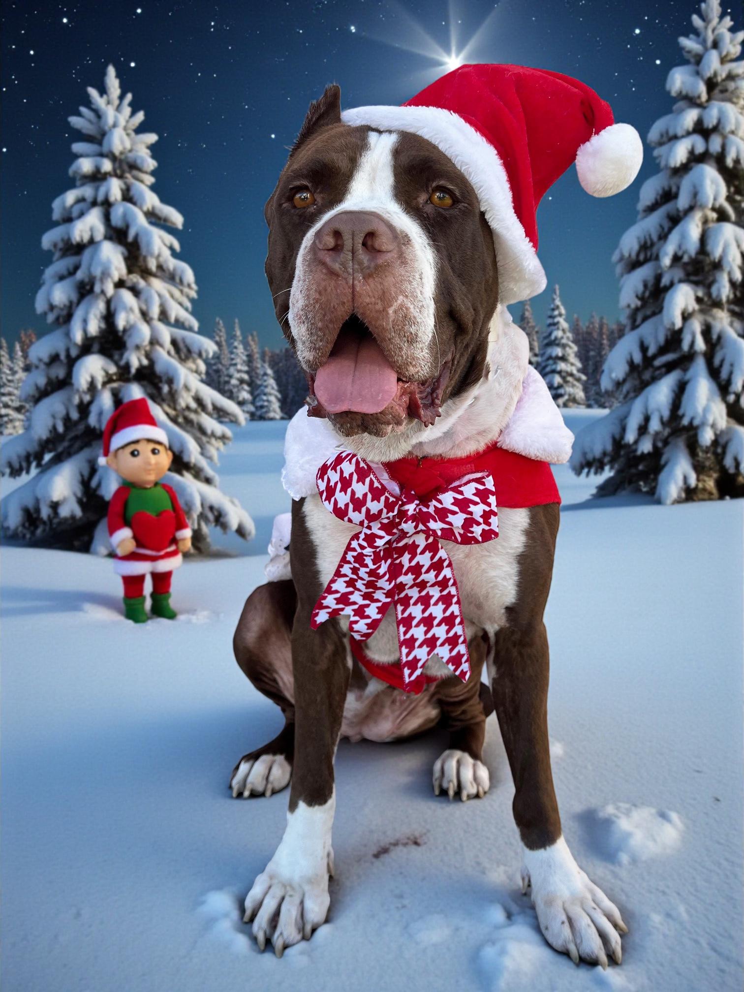 Enlarge Enya-ADOPT Me!!, a Adoptable mixed breed in Redondo Beach, CA image 5/5