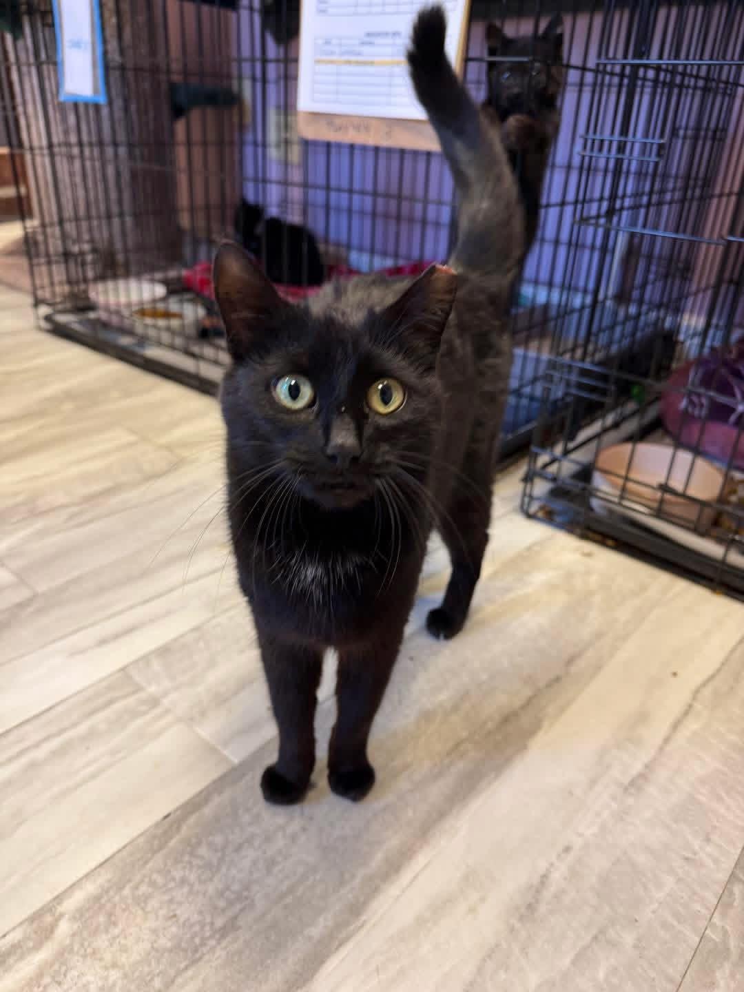 Enlarge Gemma, an adopted Domestic Short Hair in Freeport, NY image 1/1