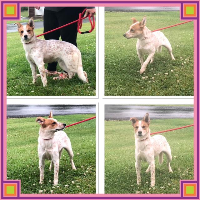 KIERA, ADOPTABLE, Puppy Female Australian Cattle Dog / Blue Heeler.