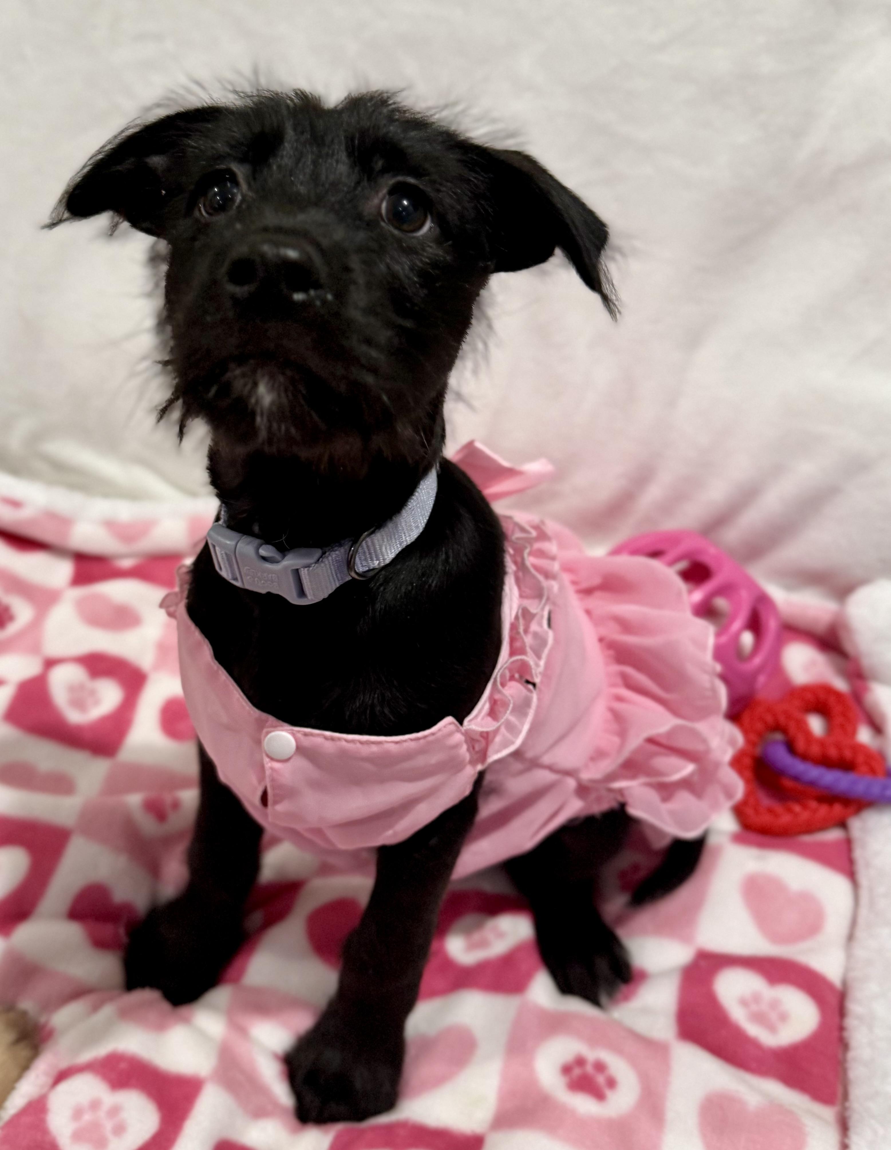 Enlarge Ella, a Adoptable mixed breed in Providence, RI image 2/5