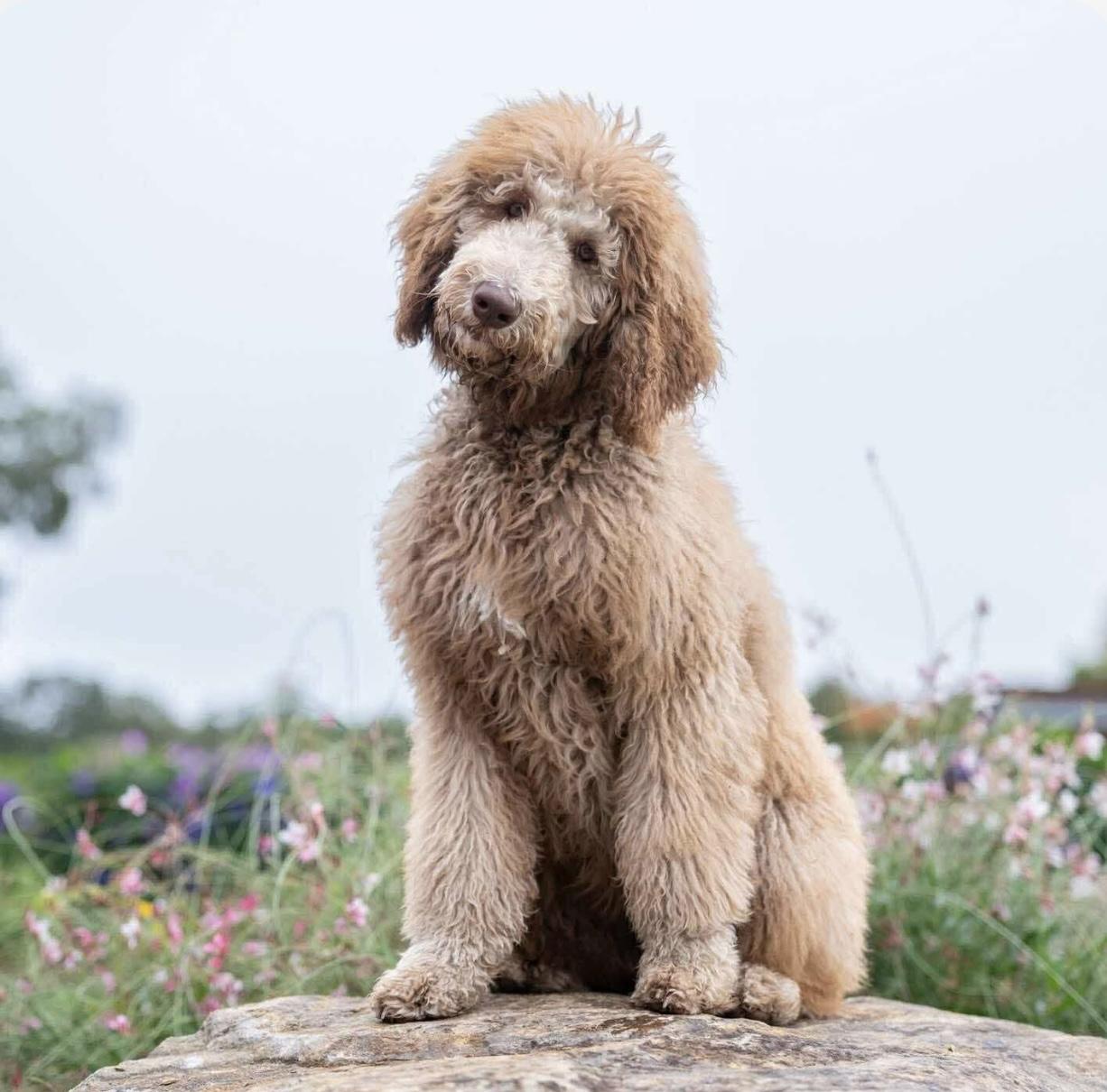 Canela, an adoptable Labradoodle in Santa Rosa, CA, 95403 | Photo Image 2