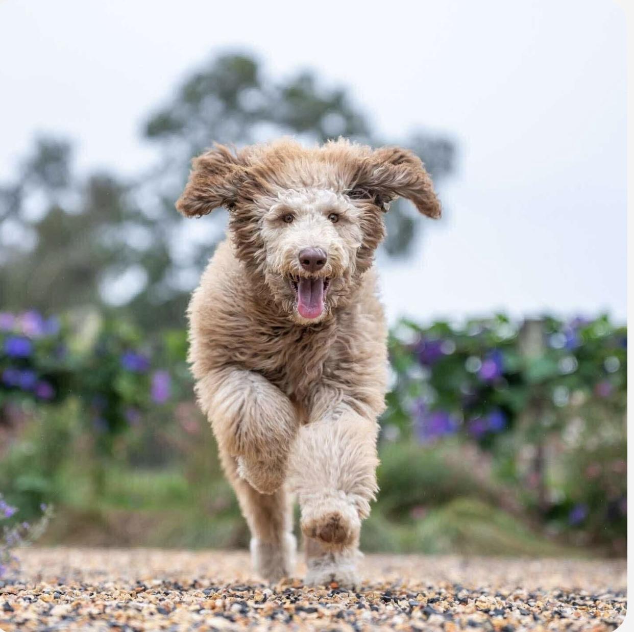 Canela, an adoptable Labradoodle in Santa Rosa, CA, 95403 | Photo Image 3