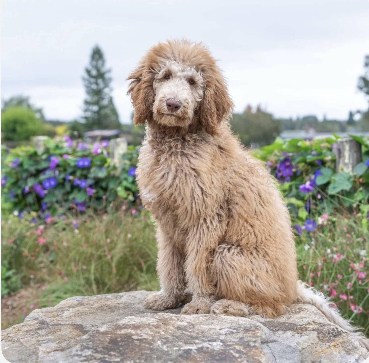 Canela, an adoptable Labradoodle in Santa Rosa, CA, 95403 | Photo Image 4