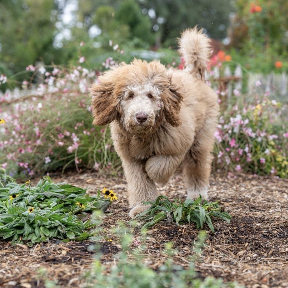 Canela, an adoptable Labradoodle in Santa Rosa, CA, 95403 | Photo Image 1