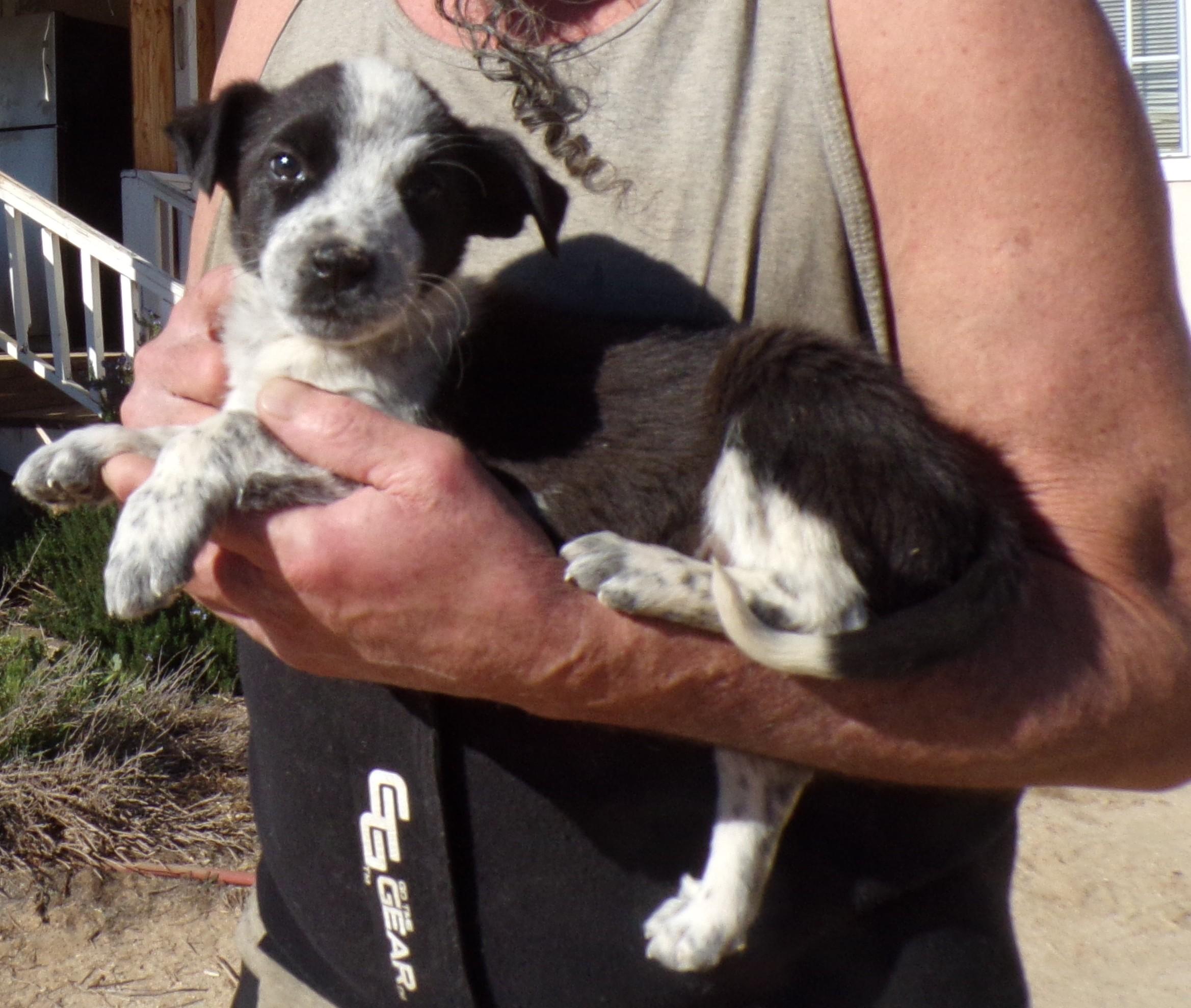 CALI, ADOPTABLE, Puppy Female Australian Cattle Dog / Blue Heeler & Australian Shepherd.