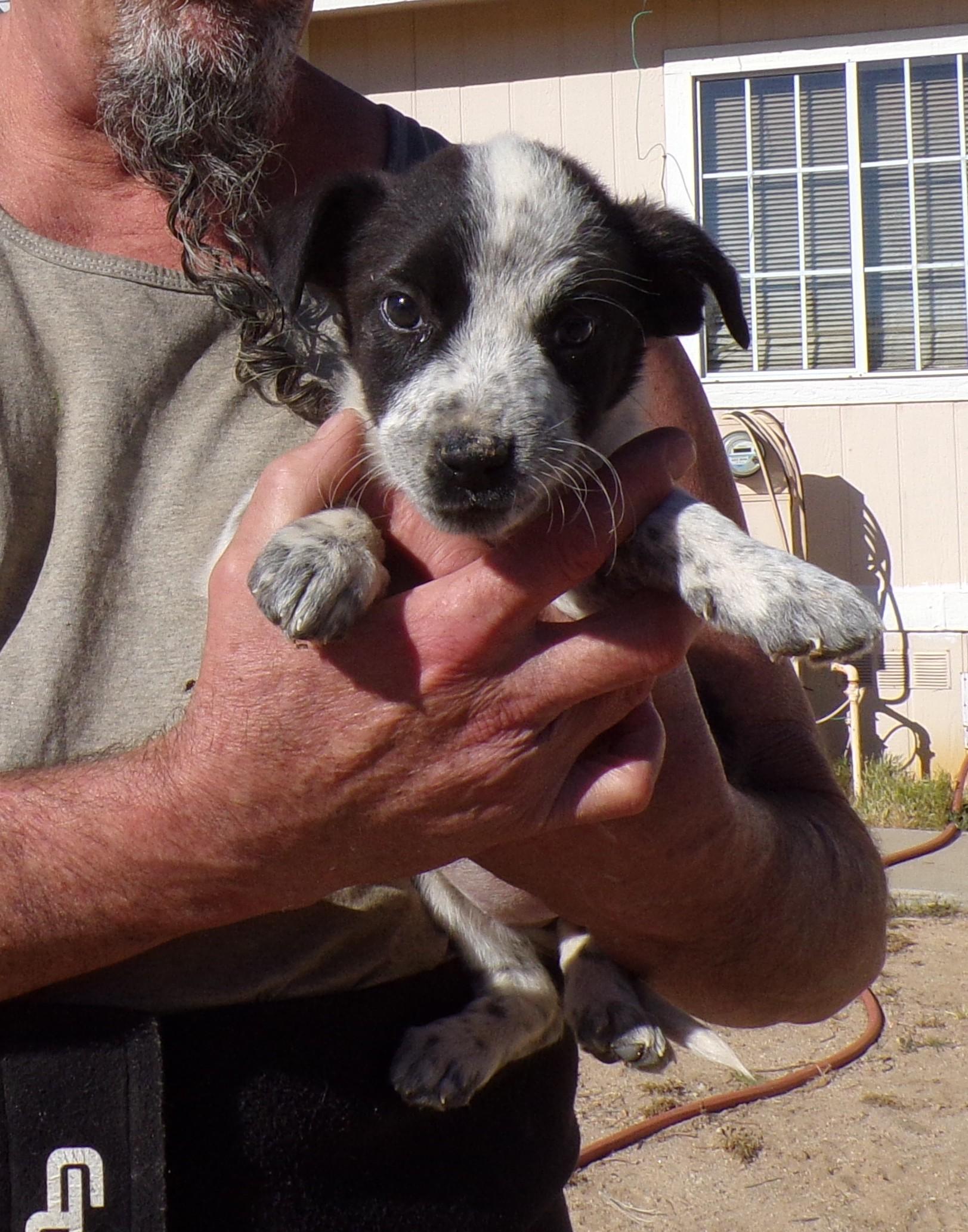 Enlarge CALI, a ADOPTABLE mixed breed in Corona, CA image 2/3