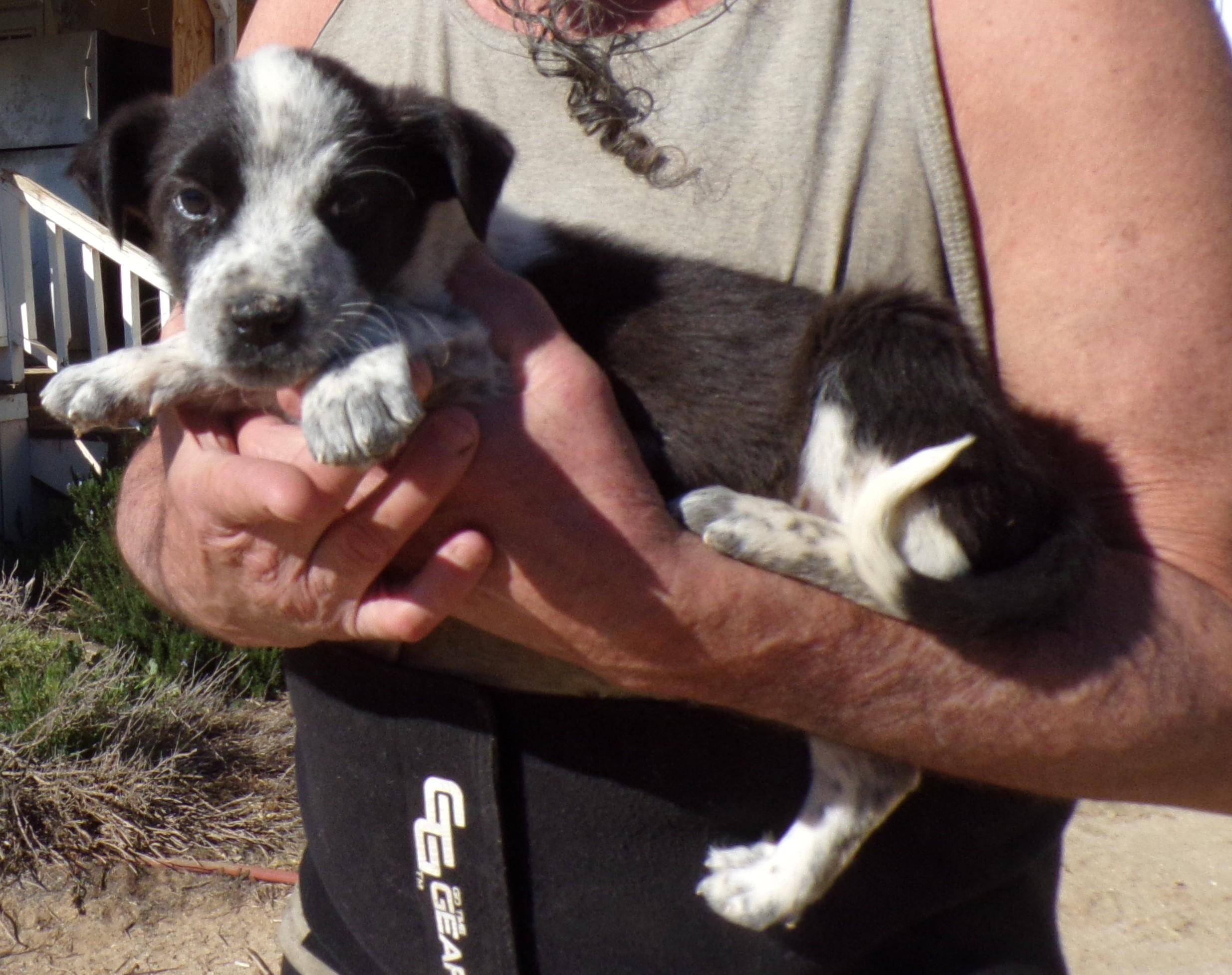 Enlarge CALI, a ADOPTABLE mixed breed in Corona, CA image 3/3