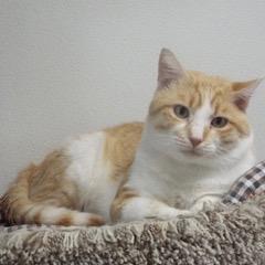 Juice--Lovable Boy Available with Vet Care Support for Life