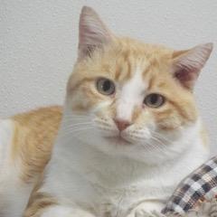 Juice--Lovable Boy Available with Vet Care Support for Life