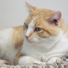 Juice--Lovable Boy Available with Vet Care Support for Life