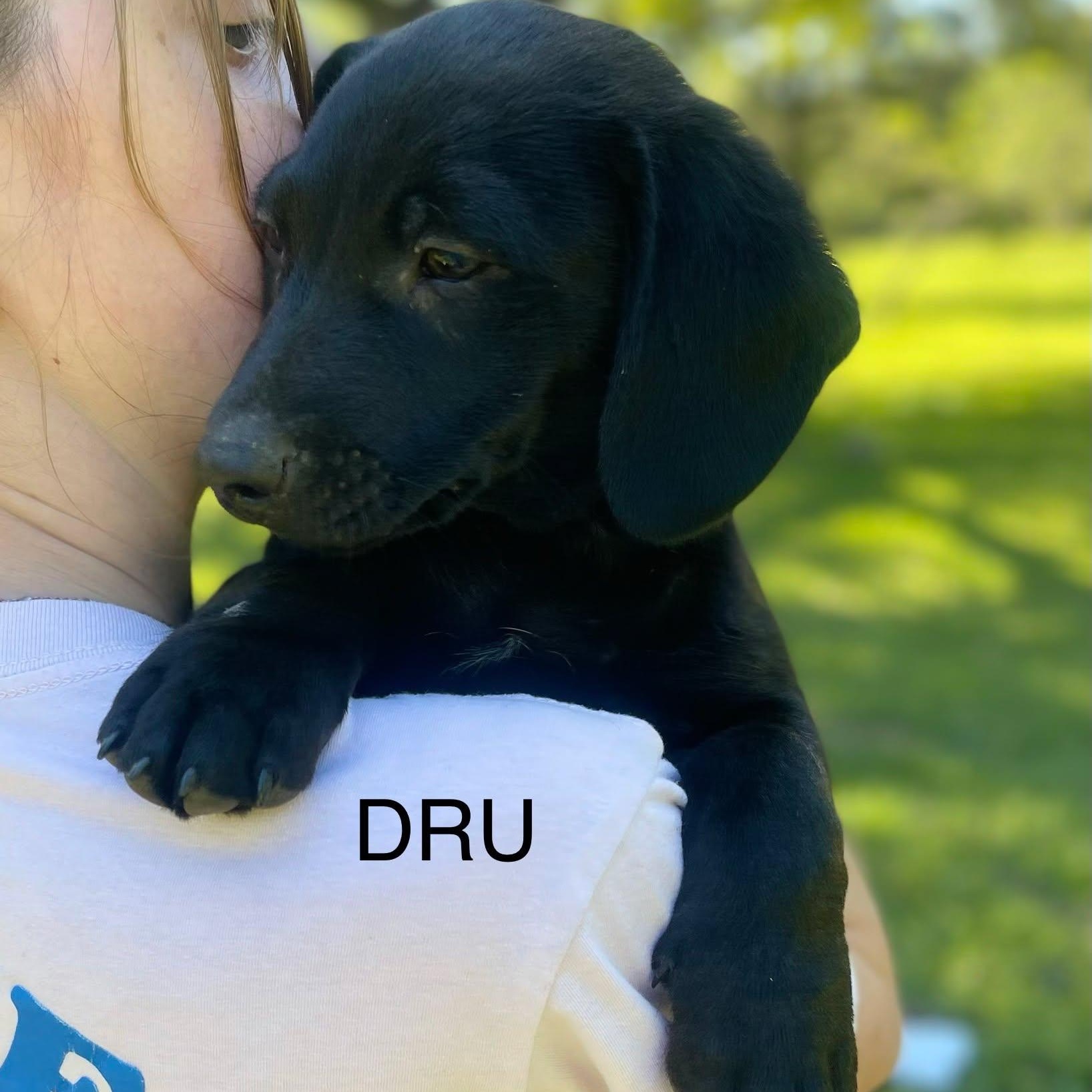 Dru, ADOPTABLE, Puppy Male Basset Hound & Labrador Retriever.