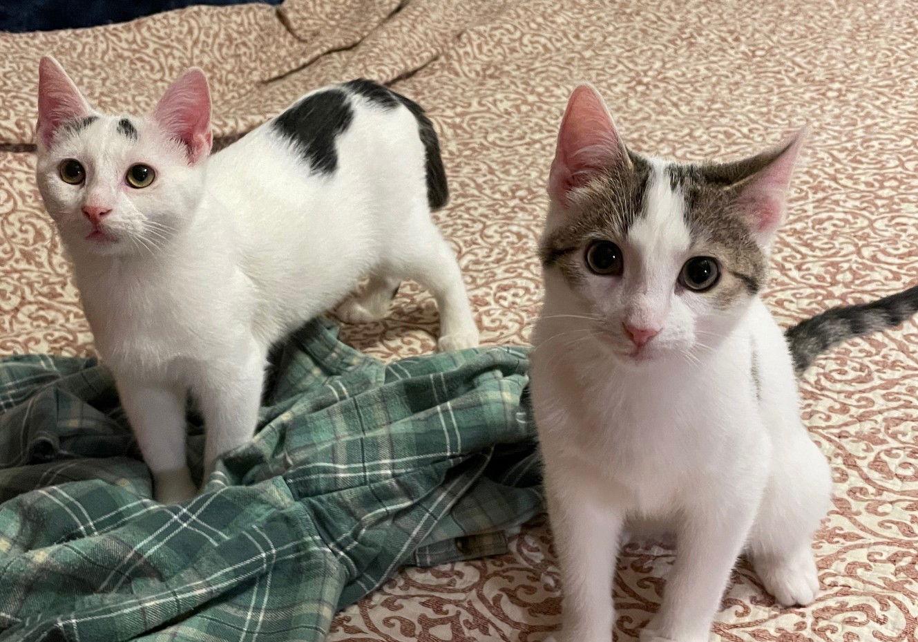 Hyde — thumbnail 2