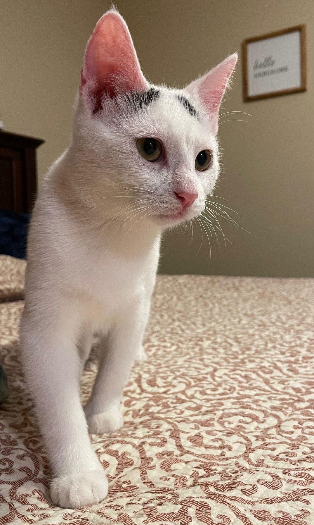 Hyde — thumbnail 3