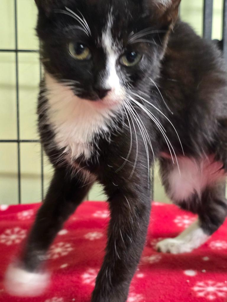 Enlarge Johnny Inkslinger, a Adopted mixed breed in Auburn, IN image 1/1