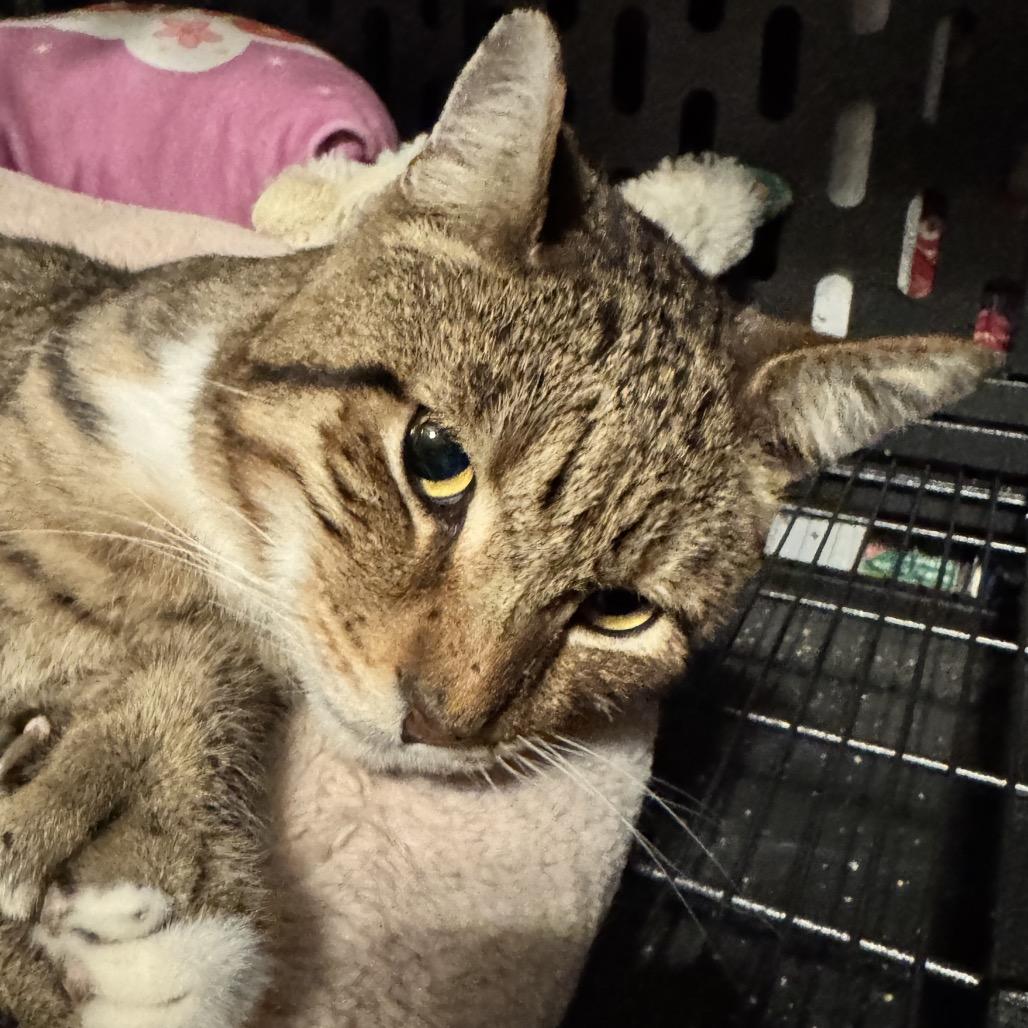 TomTom, Adoptable, Adult Male Domestic Short Hair.