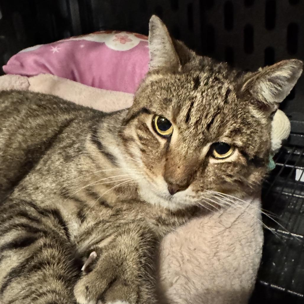 Enlarge TomTom, a Adoptable Domestic Short Hair in Denison, TX image 2/4