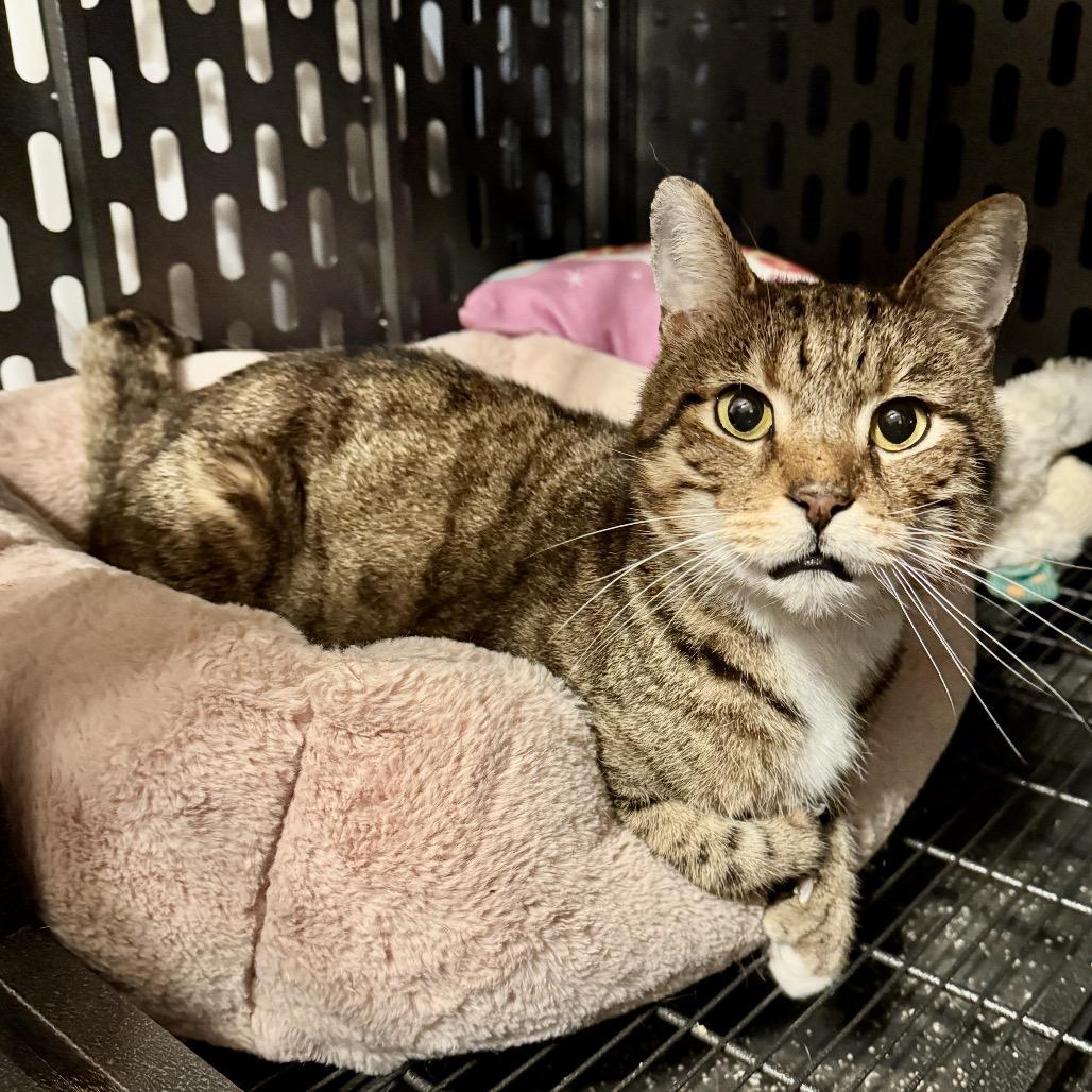 Enlarge TomTom, a Adoptable Domestic Short Hair in Denison, TX image 3/4