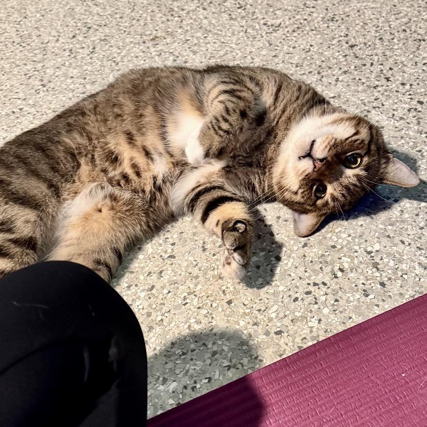 Enlarge TomTom, a Adoptable Domestic Short Hair in Denison, TX image 4/4