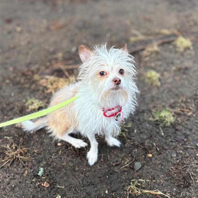Lucky, Adoptable, Adult Male Chihuahua & Jack Russell Terrier.
