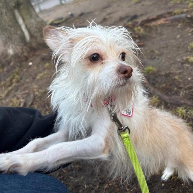 Enlarge Lucky, a Adoptable mixed breed in Springfield, MA image 2/3