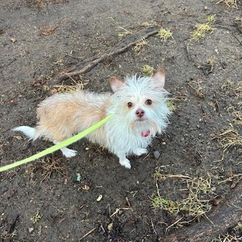 Enlarge Lucky, a Adoptable mixed breed in Springfield, MA image 3/3