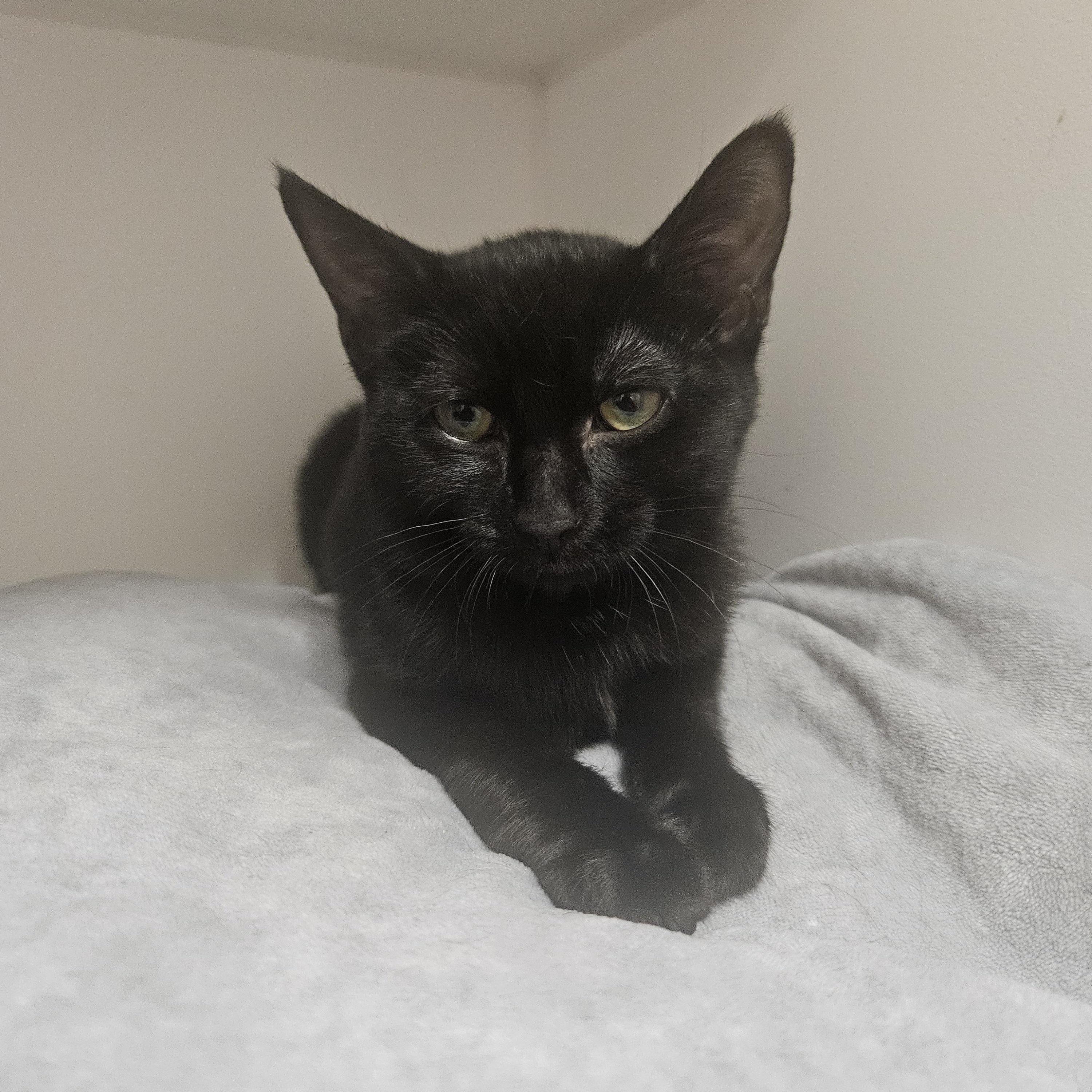 Autumn, adopted, Kitten Female Domestic Short Hair.