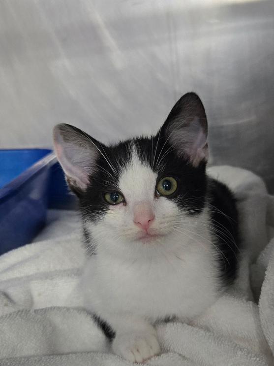 Mr French, ADOPTABLE, Kitten Male Domestic Short Hair.