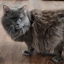 Anne, an adopted Domestic Long Hair in Lancaster, VA_image-1