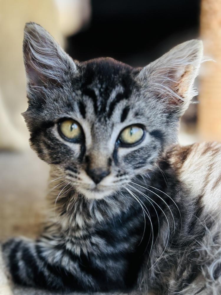 Missyou, Adoptable, Kitten Female Domestic Long Hair.