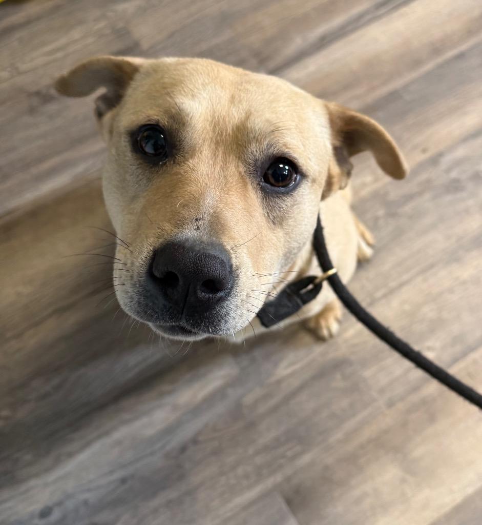 Enlarge Fawn, a Adoptable mixed breed in Lagrange, IN image 2/2