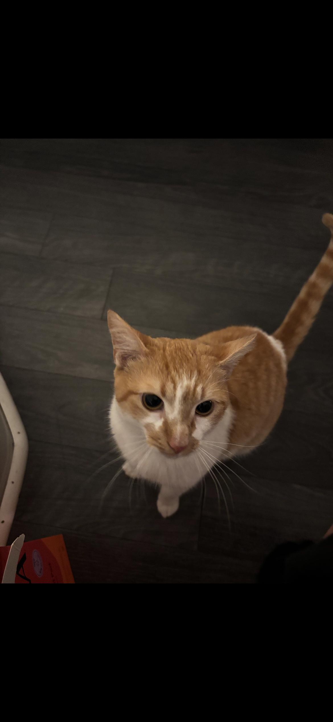 Cosmo, a ADOPTABLE Domestic Short Hair in Little River, SC image 1/4