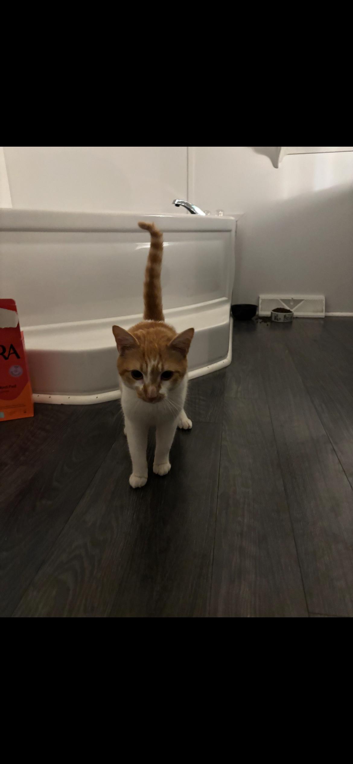 Cosmo, a ADOPTABLE Domestic Short Hair in Little River, SC image 3/4