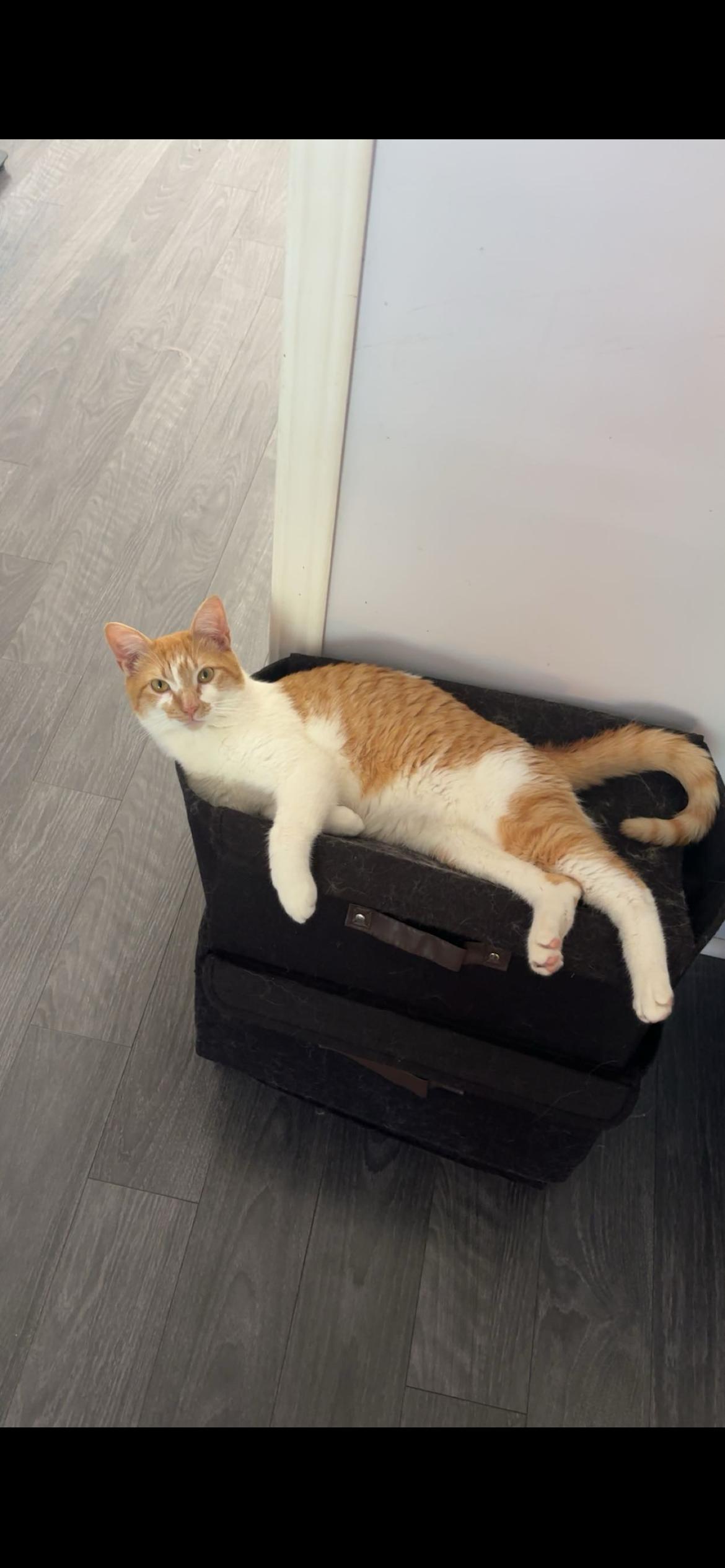 Cosmo, a ADOPTABLE Domestic Short Hair in Little River, SC image 2/4